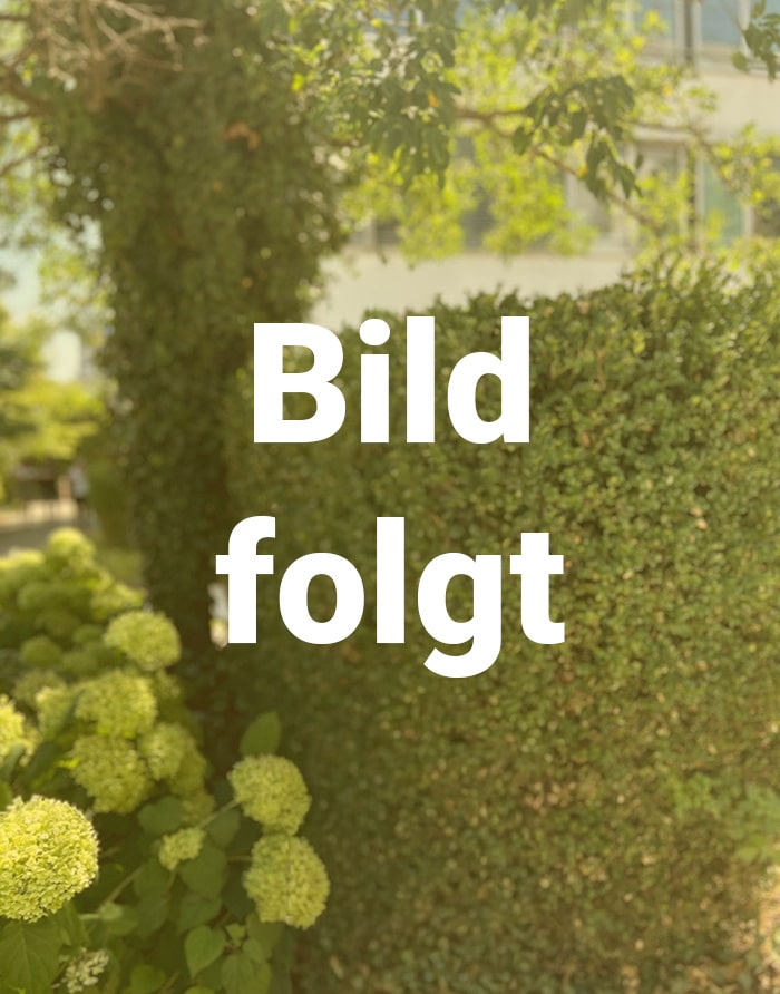 Grüne Hecke und blühende Hortensien vor sonnigem Hintergrund, Schriftzug "Bild folgt" - Kanzlei Unterföhring.